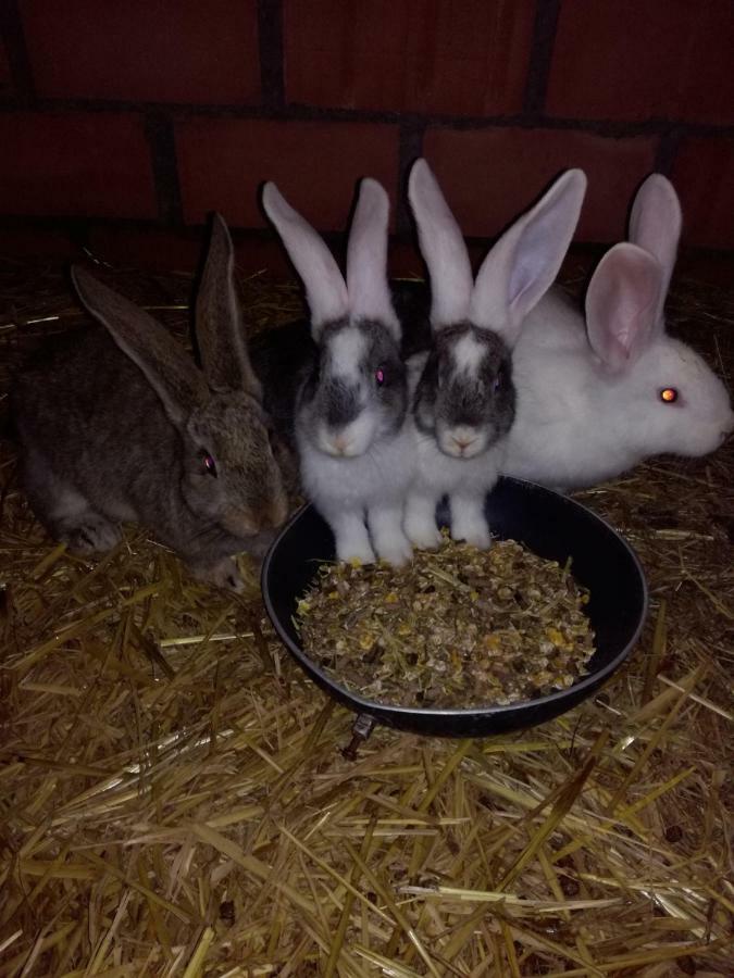 Poezelhoekvallei Appartement ゾンネベーケ エクステリア 写真